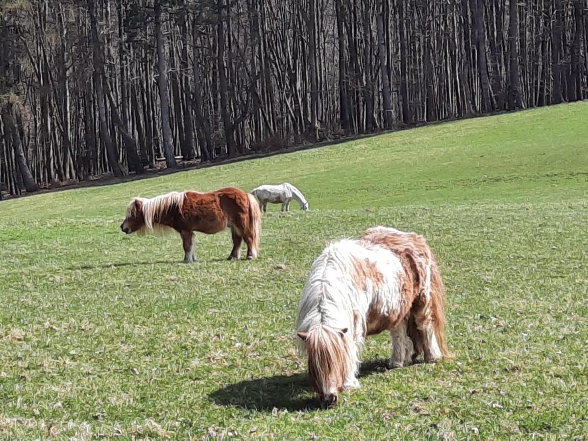 Erholungsheim Im Wienerwald Irenental 外观 照片
